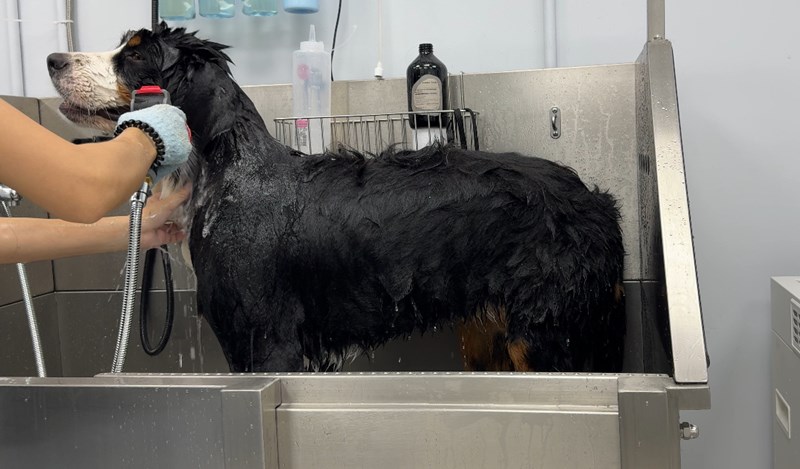 女人知己試用大隊,口碑行銷,部落客行銷,Downy Belly毛肚子,Downy Belly 保濕滋養胺基酸洗毛精,紅球薑淨膚配方,Downy Belly 保濕滋養胺基酸洗毛精-紅球薑淨膚配方,洗品天生防禦力，皮膚天生就很強,除了洗乾淨，其他的真的先不用,胺基酸清潔因子,好的界面活性劑，才能好洗,好沖淨,不易殘留,適量的細緻泡泡,狗貓皆適用,加拿大毒物學家安全把關,100%環保回收料再製瓶器,零廢棄為目標,低敏洗毛精,寵物訓練師好評,Downy Belly毛肚子,Downy Belly 皮膚救急胺基酸洗毛精,IPMP舒緩配方,Downy Belly 皮膚救急胺基酸洗毛精-IPMP舒緩配方,洗品天生防禦力,皮膚天生就很強,除了洗乾淨,其他的真的先不用,胺基酸清潔因子,APG+胺基酸清潔因子,IPMP高安全的成分,好的界面活性劑,才能好洗、好沖淨、不易殘留,適量的細緻泡泡,狗貓皆適用,加拿大毒物學家安全把關,100%環保回收料再製瓶器,零廢棄為目標,低敏洗毛精,寵物訓練師好評